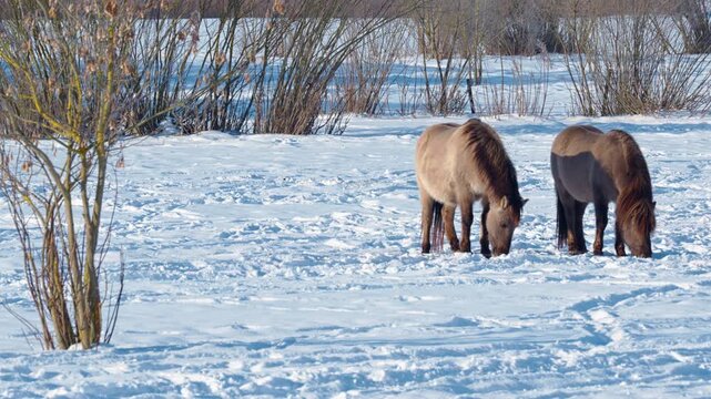 Two Wild Horses Foraging in a Snowy Winter Landscape, Wild Konik Horses Grazing in Deep Snow