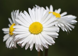Bellis perennis (lawn daisy) blooming in a garden © Rita Puteikytė