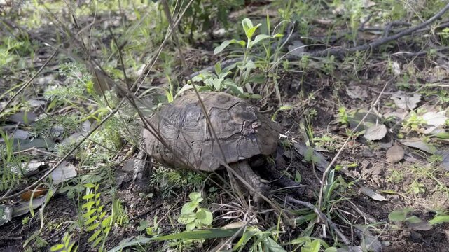 A side profile view of a Greek tortoise crawling slowly across dark soil and through green sprouts and dry leaves. The video highlights the movement of the legs and the pattern of the carapace 