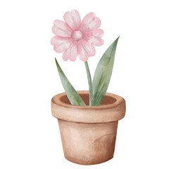 Fototapeta premium Delicate pink watercolor flower with green leaves in terracotta pot. Botanical watercolor illustration, isolated on white, for eco-friendly seed packaging, gardening products, gift and greeting cards.