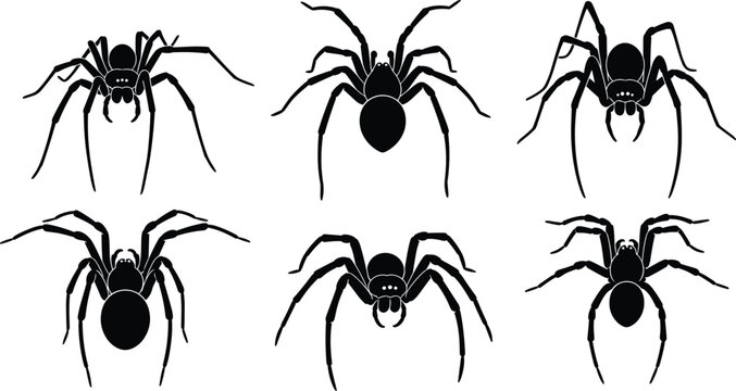 Spider silhouette set, black widow and tarantula insect collection, creepy Halloween arachnid vector illustration isolated