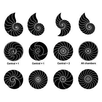 Nautilus shell spiral icons set, black ammonite fossil silhouettes, 12 geometric seashell vector elements, golden ratio nature patterns
