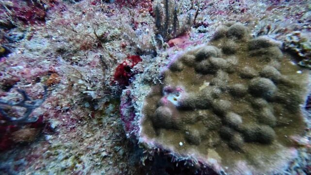 4K Slow Motion: Christmas Tree Worm (Spirobranchus giganteus) Retracting Into Coral Reef