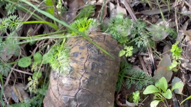 a Mediterranean tortoise as it emerges from behind blades of grass.
