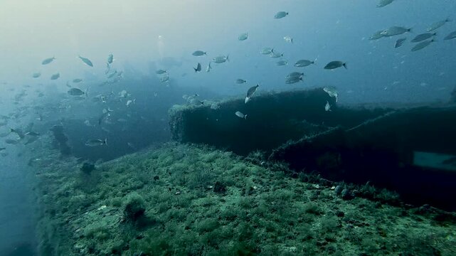 4K Underwater Video of the Wreck Trail Shipwrecks in Jupiter Florida Featuring Marine Life and Artificial Reefs