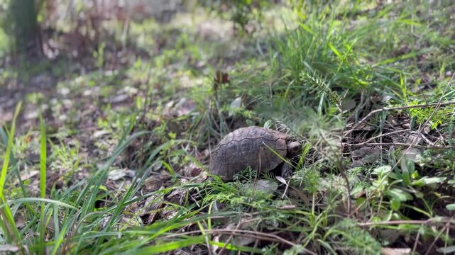 close-up capturing a Mediterranean tortoise as it moves across the forest floor. The shot highlights the intricate texture of its shell and its deliberate movements 