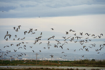 Fototapeta premium gaviotas