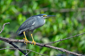 mangrove heron looking for a litte fish on the edge of the lake