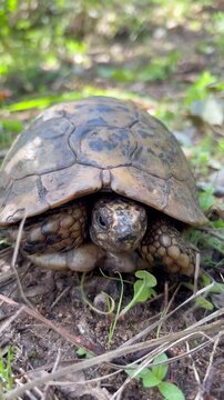 Close-up of tortoise slowly emerging its head from its shell