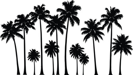 A serene tropical landscape featuring a group of tall palm trees against a plain white background