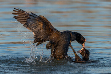Battle between two Eurasian Coots (Fulica atra) in mating season . Gelderland in the Netherlands.        