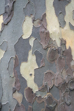 Natural Camouflage Pattern of Sycamore Tree Bark Texture with Peeling Layers