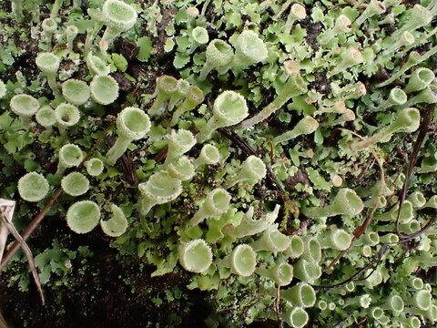 Cladonia lichens, or pixie cups