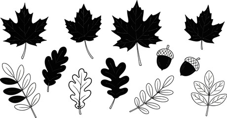 Collection of hand-drawn autumnal elements maple leaves, oak leaves, and acorns © Lingkung