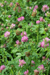 Obraz premium Meadow clover (Trifolium pratense) grows in the meadow among the grasses