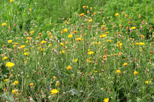 Crepis grows in nature