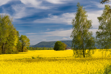 żółte pola kwitnącego rzepaku na tle błękitnego nieba z białymi chmurami © piotr