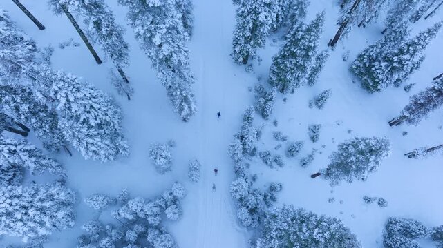 Cinematic aerial drone footage from above tracking three skiers moving in parallel through a snow covered pine forest, creating clean lines in untouched winter powder.