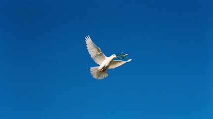 An elegant white dove with an olive branch in its beak gracefully navigates a boundless, clear blue sky, embodying hope and new chapters.