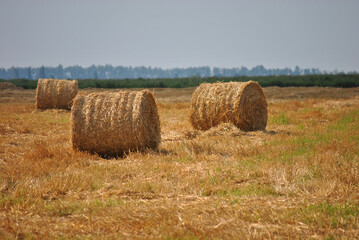 Golden round straw bales in a harvested agricultural field under a clear blue sky.