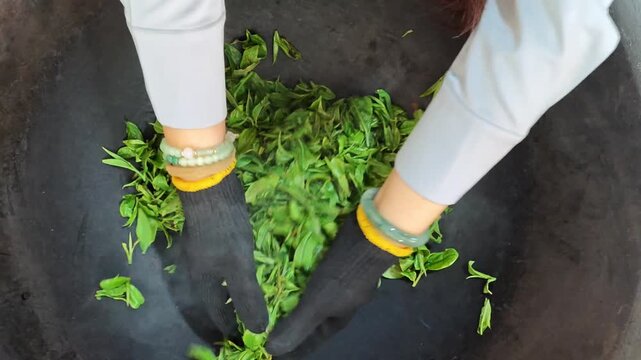 Tourists experiencing traditional handmade green tea roasting process in a large iron pot in Puer, Yunnan, China