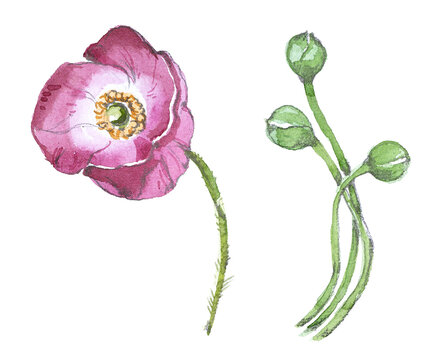 Watercolor hand painted red poppy flowers clipart set.