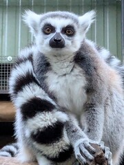 Fototapeta premium Close-up of a feline lemur primate.It has a long black and white striped tail, gray fur, and bright yellow eyes. The muzzle is white with triangular spots around the eyes.