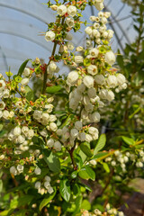 Obraz premium Blooming White blueberry Flowers on a Branch in a Garden During Spring Season Under Clear Skies
