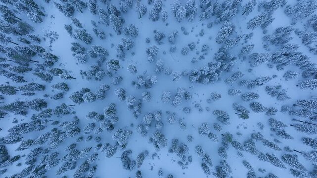 Drone top view flying smoothly along a straight axis above a dense snowy pine forest, revealing textured winter patterns, soft light and calm cinematic motion across white landscape.