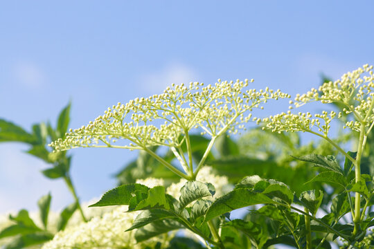 Sambucus nigra corymb with hundreds of tiny buds against a blue sky. Depicts pre-flowering botanical morphology, umbel inflorescence structure, and phenological stage in temperate ecosystems.