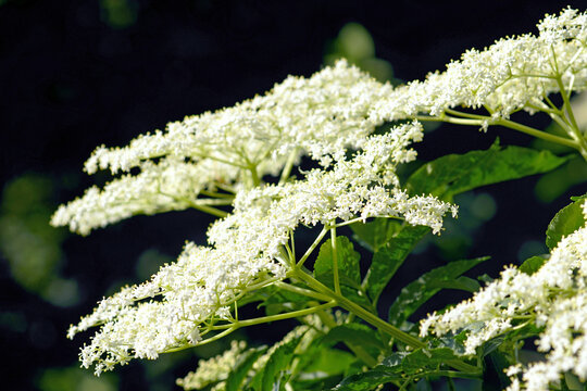 Sambucus nigra flower heads in bright light against a deep dark background. Conveys biological rhythm, phenology observation marker, climate change monitoring visual, and natural cycle documentation.