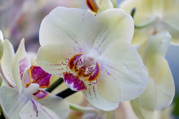 Naklejka premium Close-up of Pale Yellow Phalaenopsis Orchid with Purple Speckles and Vibrant Magenta Lip on Soft Blurred Background