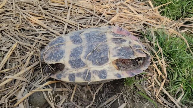Empty tortoise shell remains on dry straw in nature
