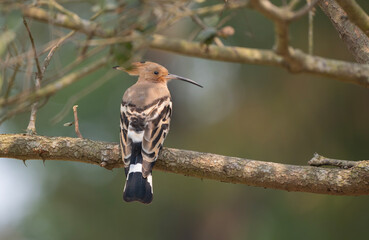 Eurasian hoopoe or common hoopoe (Upupa epops) on a tree branch. © Mojahid Mottakin