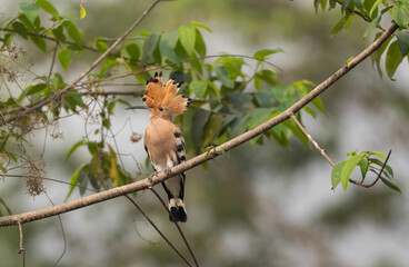 Eurasian hoopoe or common hoopoe (Upupa epops) on a tree branch. © Mojahid Mottakin
