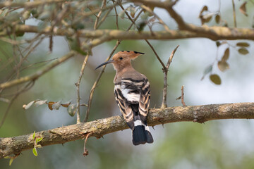 Eurasian hoopoe or common hoopoe (Upupa epops) on a tree branch. © Mojahid Mottakin