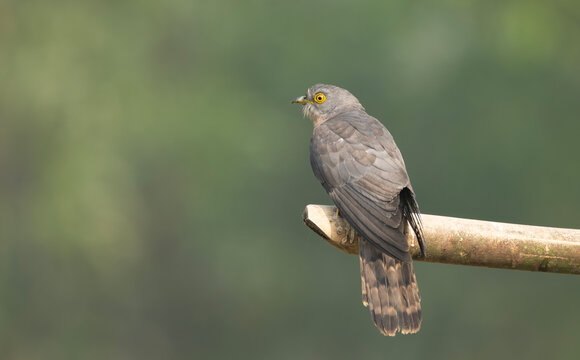 A common hawk-cuckoo (Hierococcyx varius).