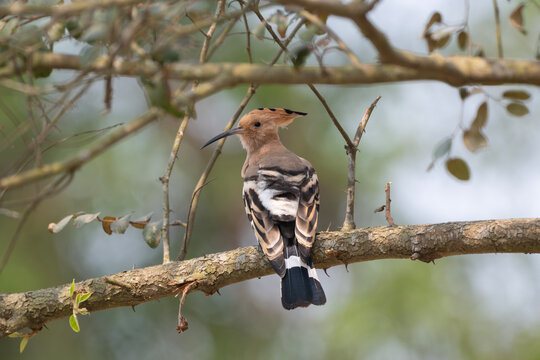 Eurasian hoopoe or common hoopoe (Upupa epops) on a tree branch.