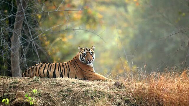 Bengal Tiger Sitting Relaxed in Northern India Forest