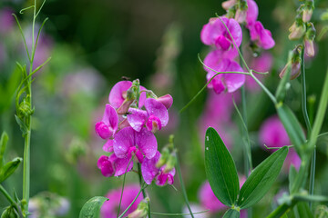 Pink Sweet pea (Lathyrus odoratus) flowers on a blurred green meadow background.