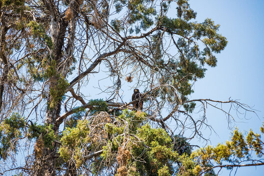 Harris hawk hiding on the tree in Polanco quarter, Mexico City