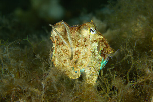 Master of Disguise: A Common Cuttlefish (Sepia officinalis) camouflaged among seaweed, Tamariu, Spain
