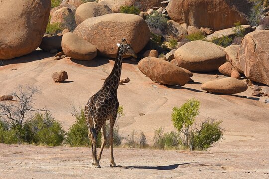 Afrikanische Steppengiraffe (giraffa camelopardalis) in der Steinlandschaft des Erongo Gebirge in Namibia