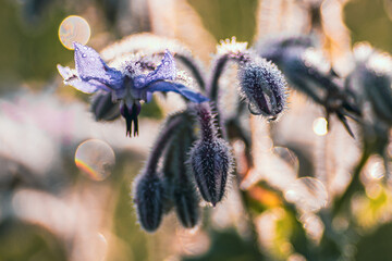 Fioletowy kwiat ogórecznika pokryty rosą w świetle poranka. Makro zbliżenie z efektownym bokehem. Delikatność natury, motyw ziołolecznictwa i ekologicznego ogrodu miododajnego. © Henryk Niestrój