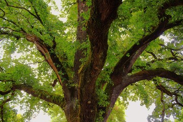 ÁRBOL CENTENARIO 450 AÑOS. FRANCIA . EUROPA.  © Fj.pulpillo