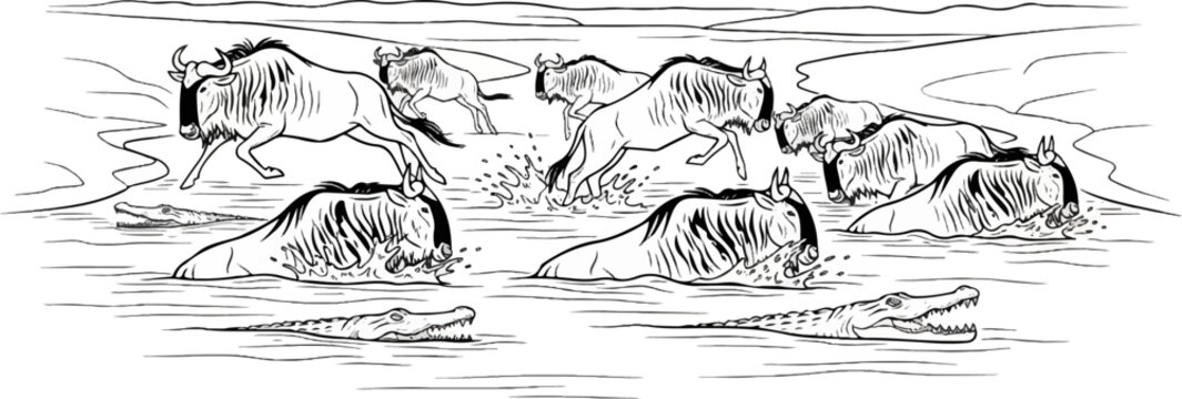 Wildebeest herd crosses a river with crocodiles lurking
