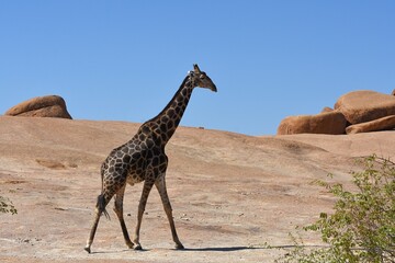 Afrikanische Steppengiraffe (giraffa camelopardalis) in der Steinlandschaft des Erongo Gebirge in Namibia