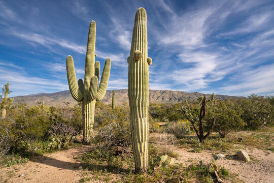 Saguaro Cacti in Saguaro National Park, Sonoran desert, Tucson Arizona