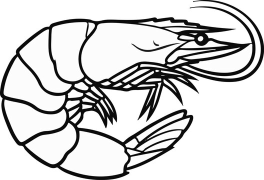 Stylized line art illustration of a curved shrimp on a white background