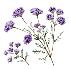 watercolor painting of Achillea Branch, isolated on a white background. © trovexa